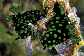  Nembrotha cristata (Sea Slug)